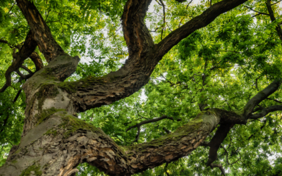 Bach Flower Oak: Strength and Endurance