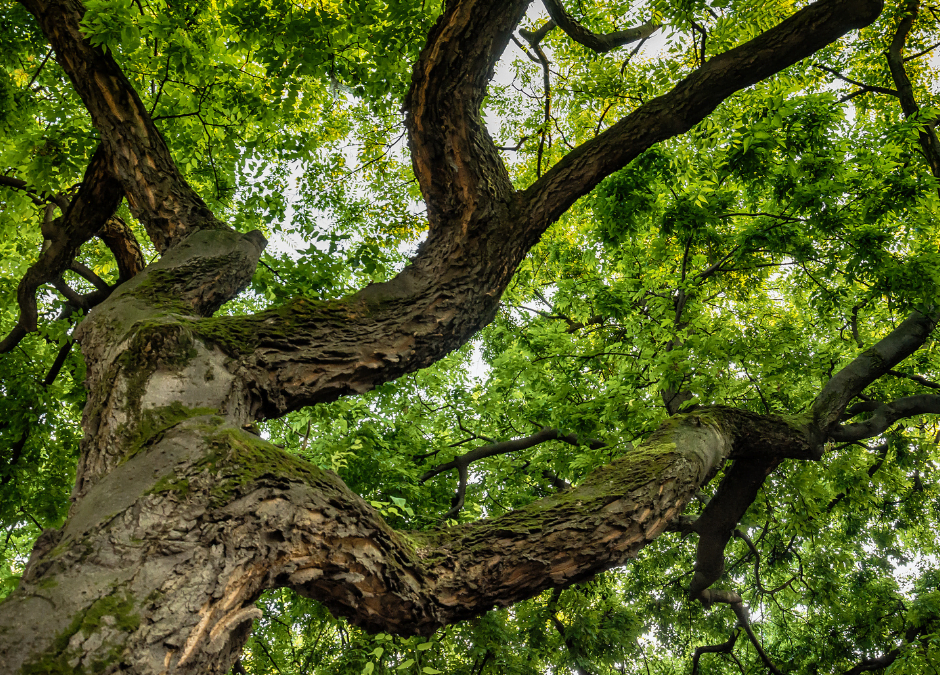 Bach Flower Oak: Strength and Endurance